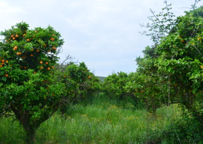 Laranjal