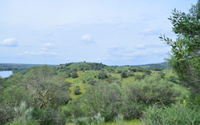 Agro-Silvicultura
