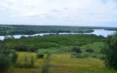 Agro-Fruticultura