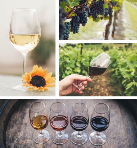 Vinhos Vinhos
